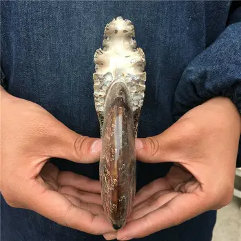 750-850g kogu loodus ammoniit fossiilsete conch kristall tervendav näidis
