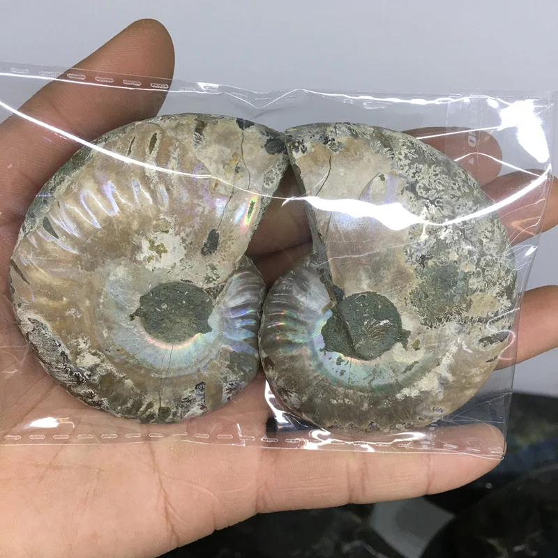 2tk loomulik vikerkaar ammoniit shell Fossiilsete viil Madagaskar ammoniit fossiilsete maavarade näidis